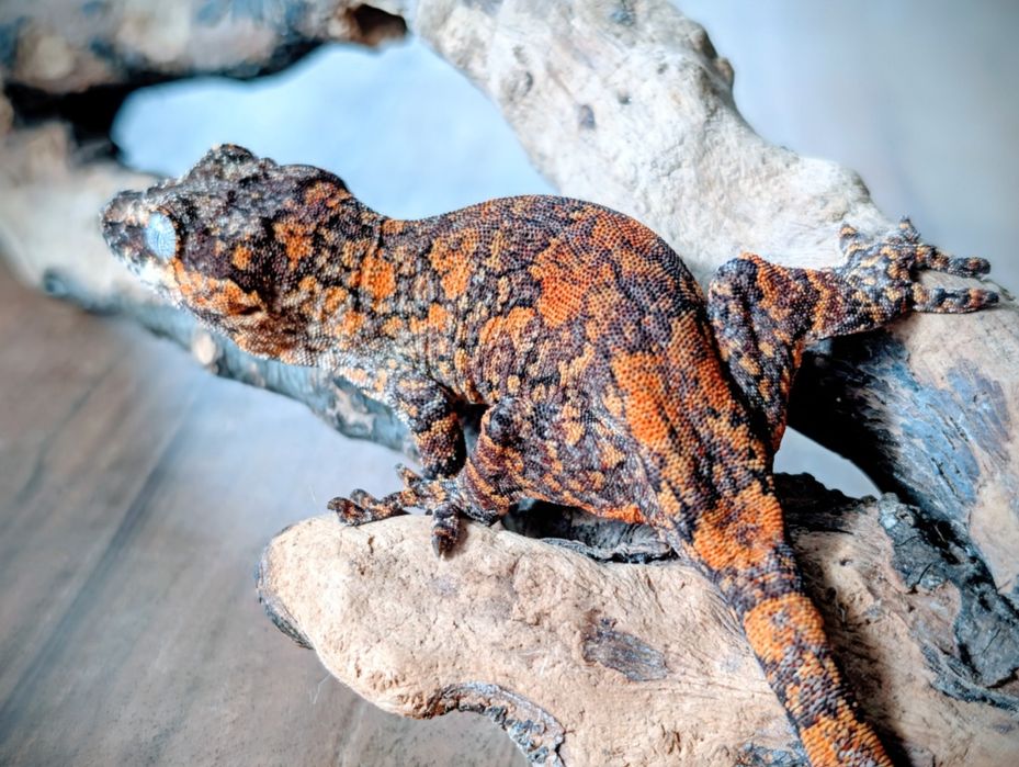 Gekon nie orzęsiony z Nowej Kaledonii