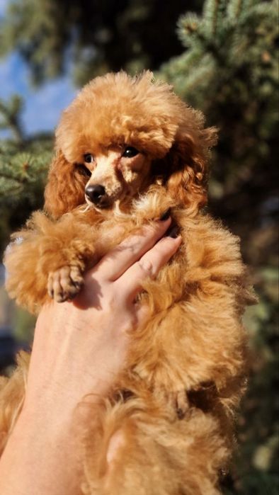 Той пудель мальчики