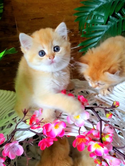 Нежные малыши. Ручные и ласковые котята золотая шиншилла.