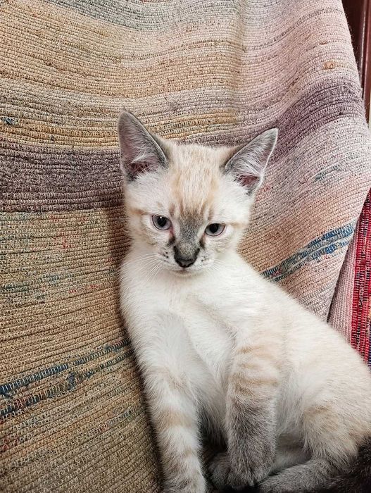 MACHO | Gatinho de olhos azuis disponível para Adoção Responsável
