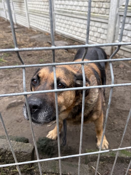 Biedny stary pies z chorymi łapami pilnie szuka domu