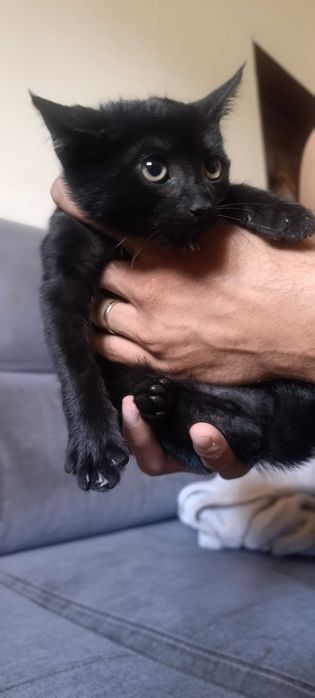 Gatos para adoção