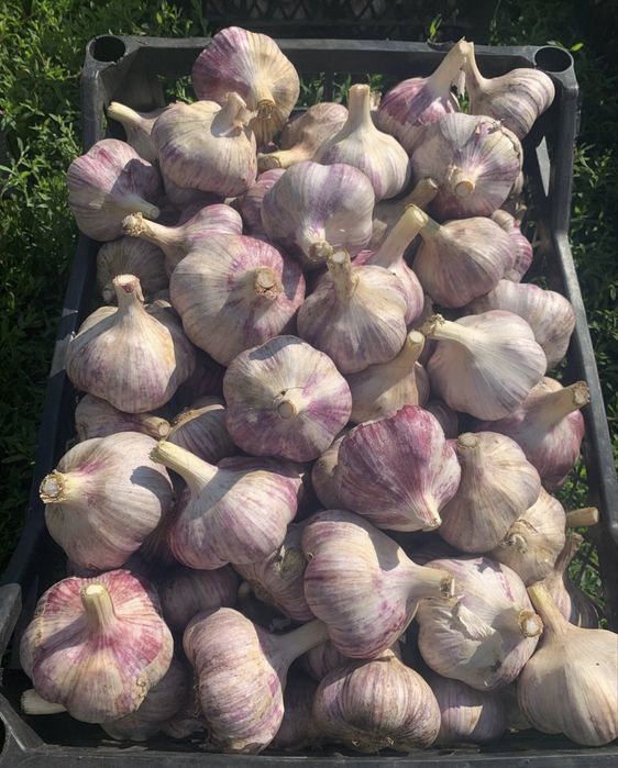 Продам свіжий часник