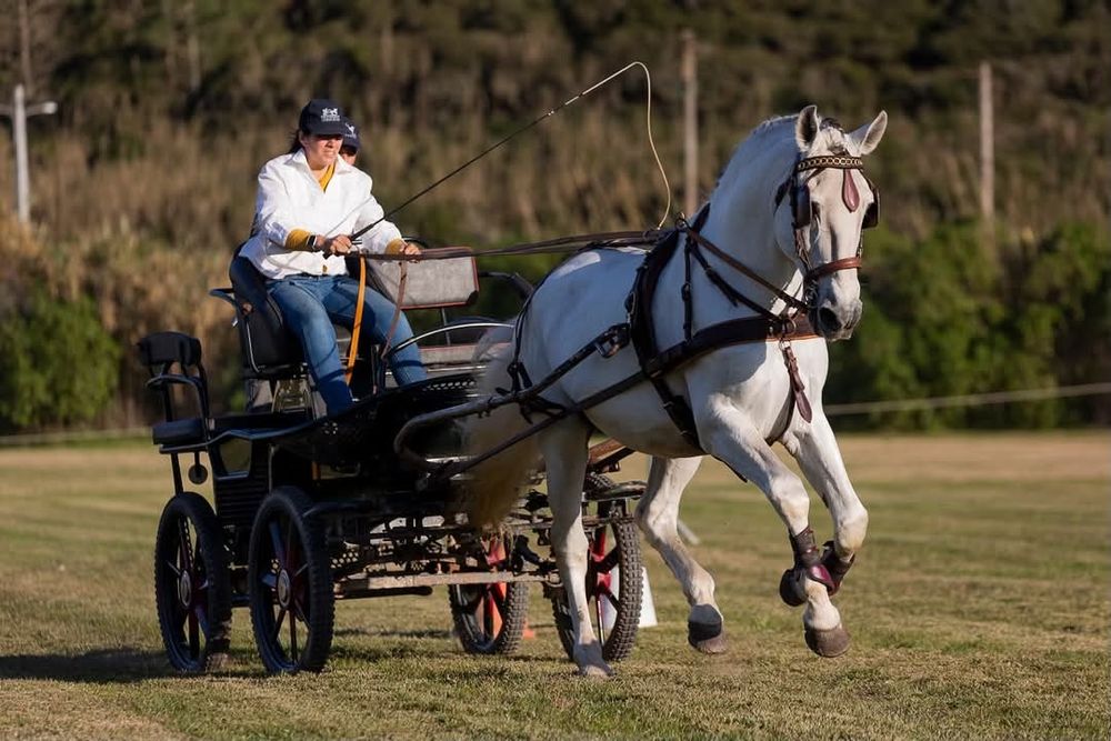 Cavalo Garanhão PSL