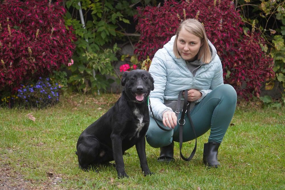 Dorek - śliczny pies w typie labrador