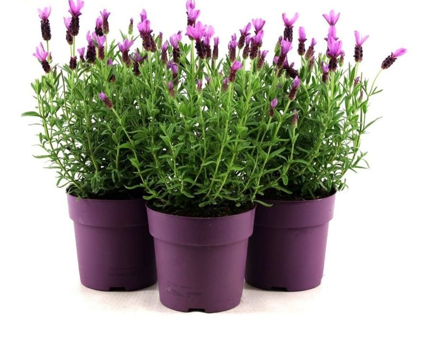 lavandula stoechas - alfazema