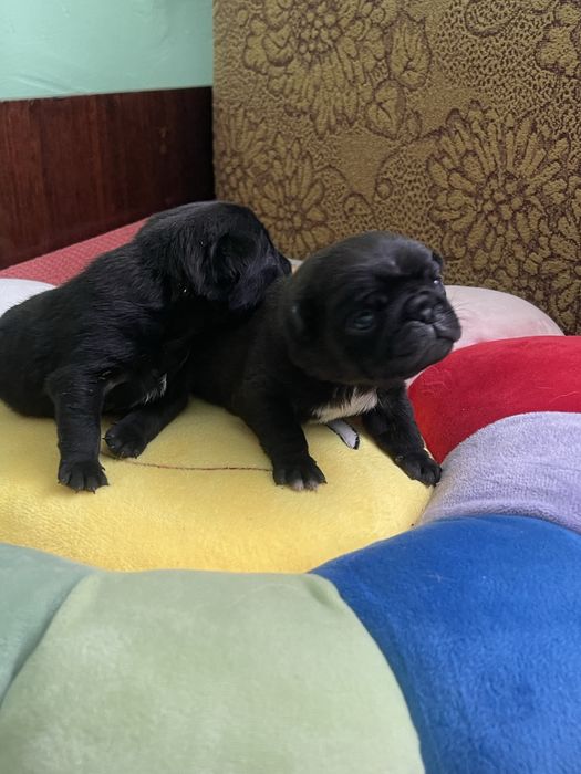 Мопс цуценята, грифон, цверг пінчер, мальтійська болонка