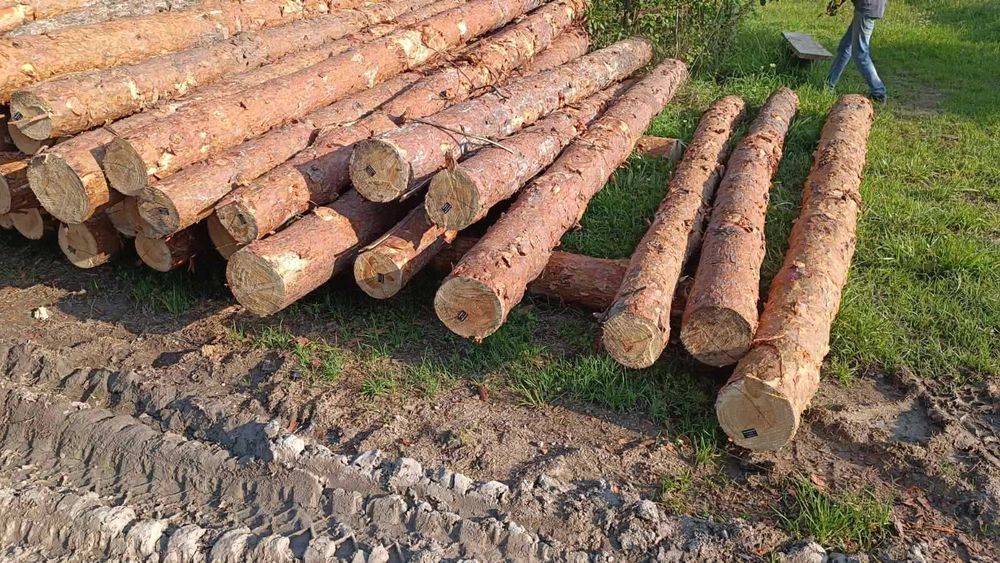 Свіжепил ліс та дошка Сосна