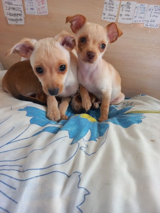 Охрана для вашего кармана