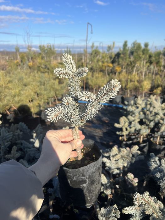 Хупсі (2,3річні), ялина блакитна