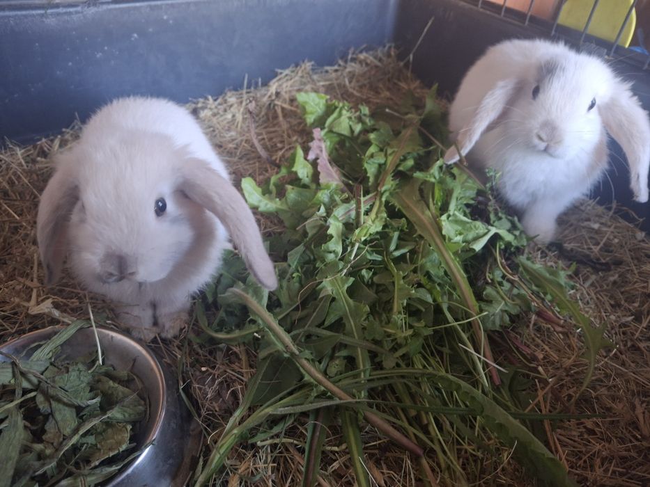 Sprzedam króliczki mini lop