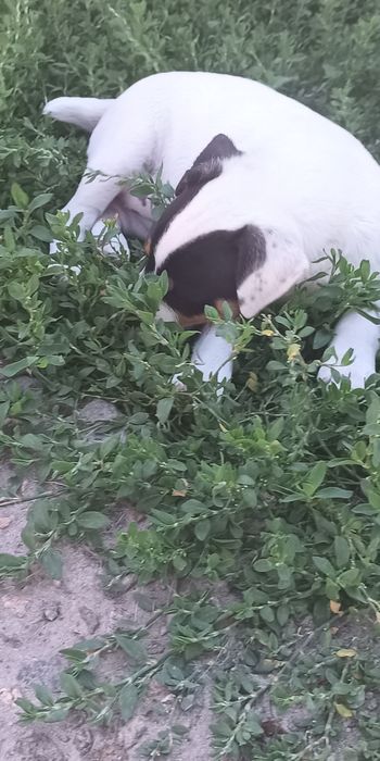 Джек Рассел тер'єр