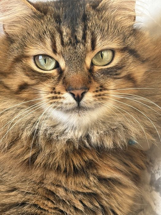 Котик безкоштовно