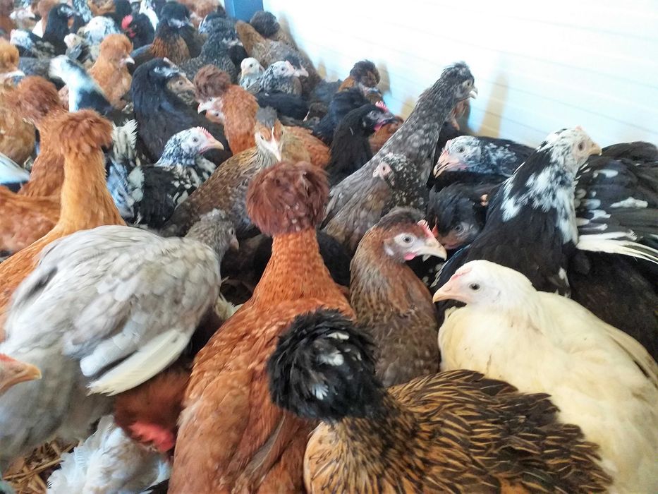 Kury nioski,wszystkie kolory+czubatki,tęczówki,green shell