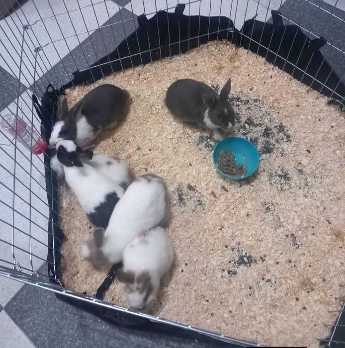 Coelhos anões 2026