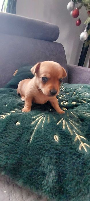 Pinczerek Miniaturowy