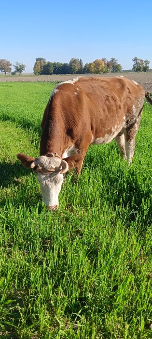 Sprzedam krowe i jałówkę, byczka, ciele
