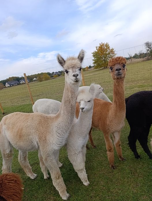 Alpaka samiec samica