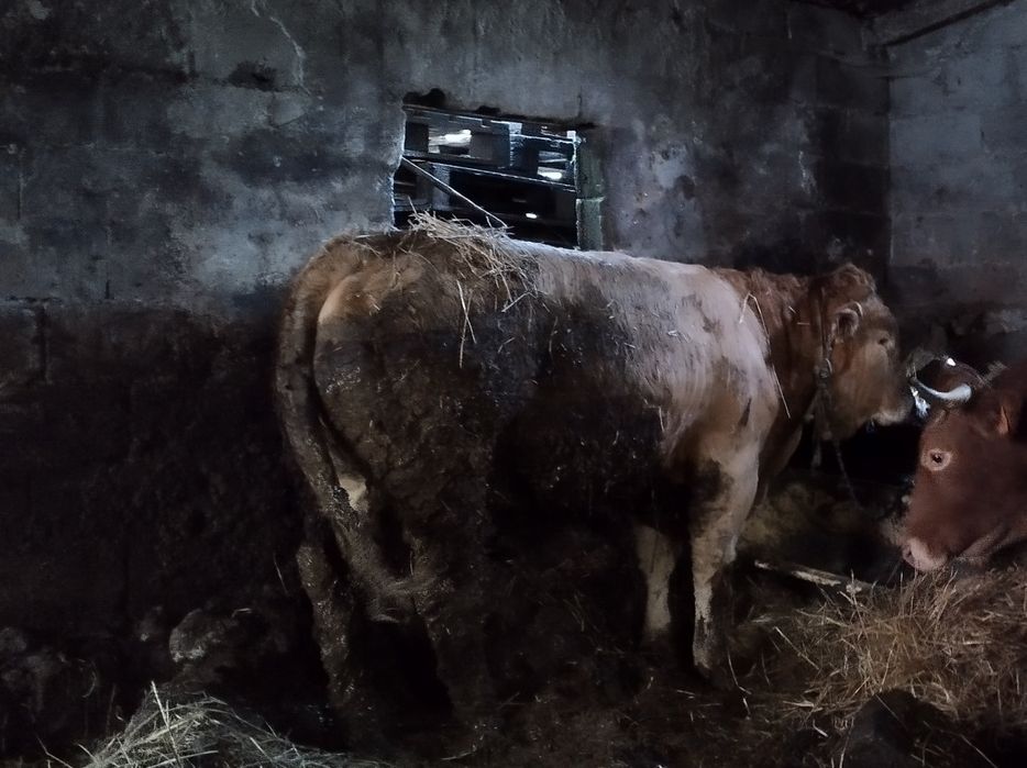 Touro raça minhota pura