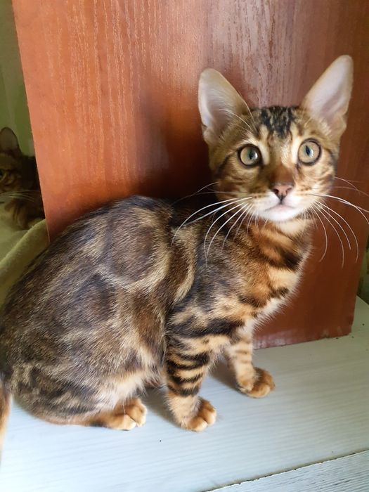 Дівчинка породи бенгал,Ben 24