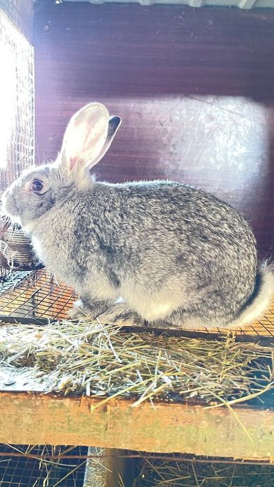 Крол на племя. Кролики  1.5 - 2 месяца и старше.