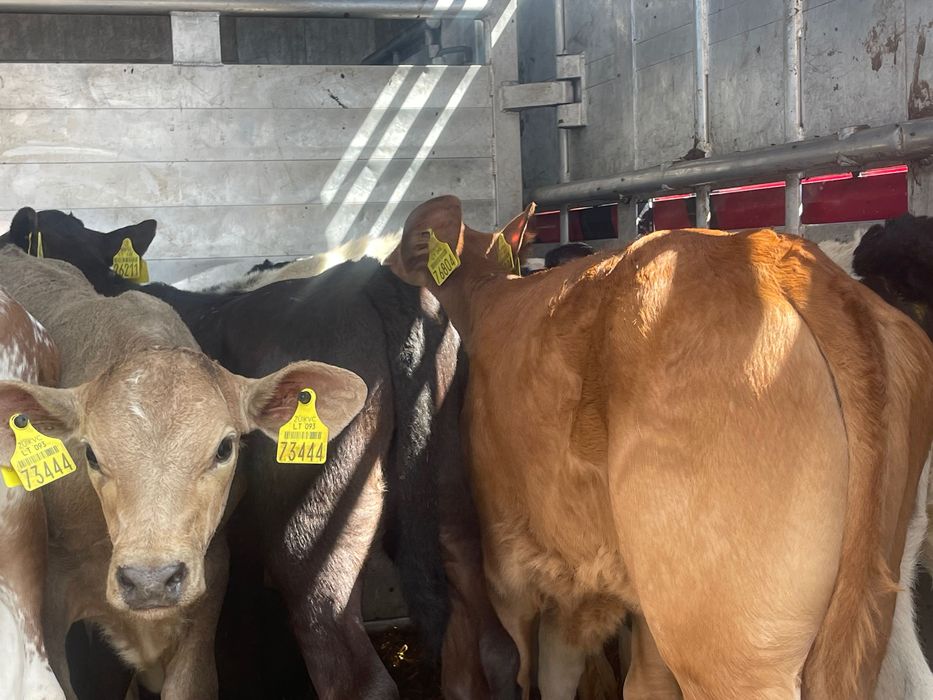 Sprzedam byczki mięsne 15szt