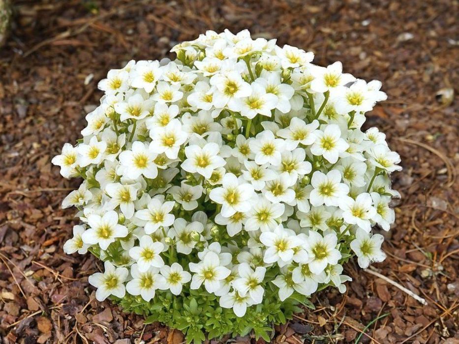 Skalnica Snow Carpet