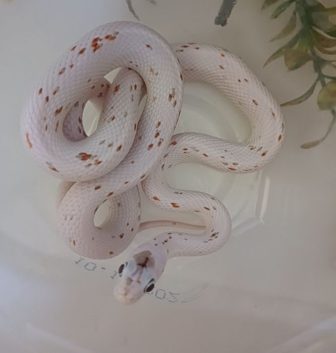 Wąż zbożowy Palmetto ph Scaleless