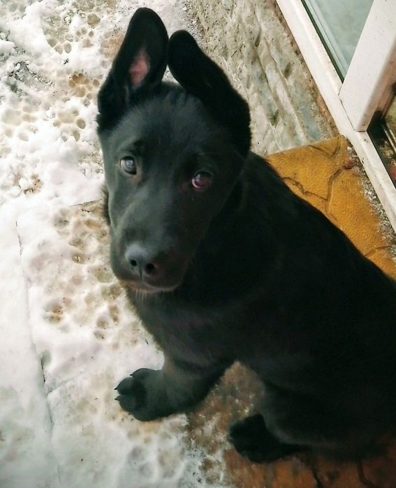 Щенок девочка ,привезем