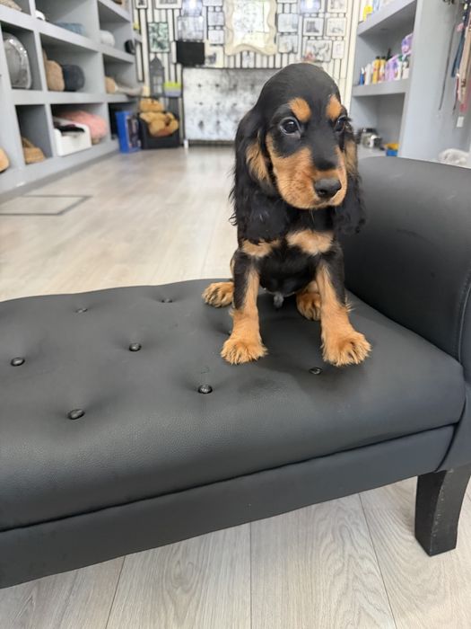 Cocker  menino  lindo