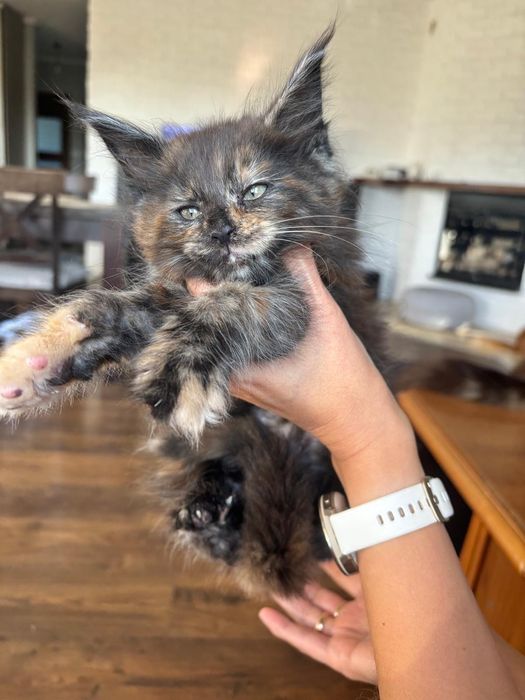 Śliczna kotka Maine Coon