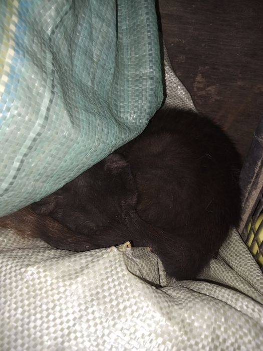 Віддаю кішку в хороші руки