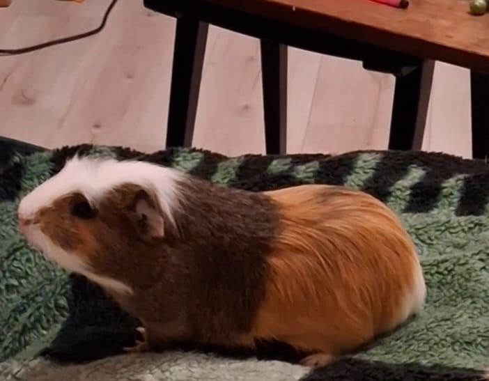 dwie świnki morskie