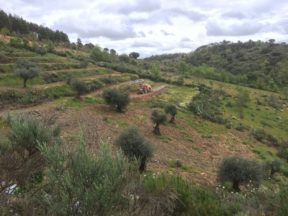 Mel de tras os montes -Pinelo - Vimioso (foto real)