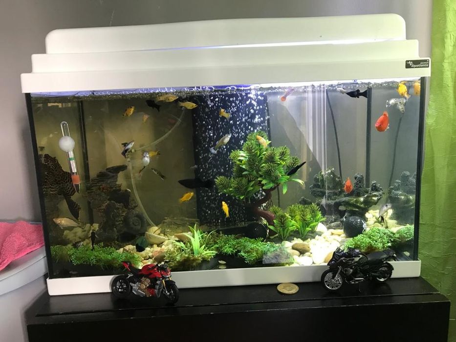 Vendo aquário com vários peixes
