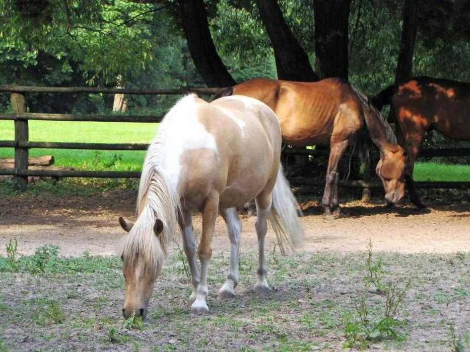Zabytkowy dworek na wakacje nad jeziorem k/Poznania 80zł/os