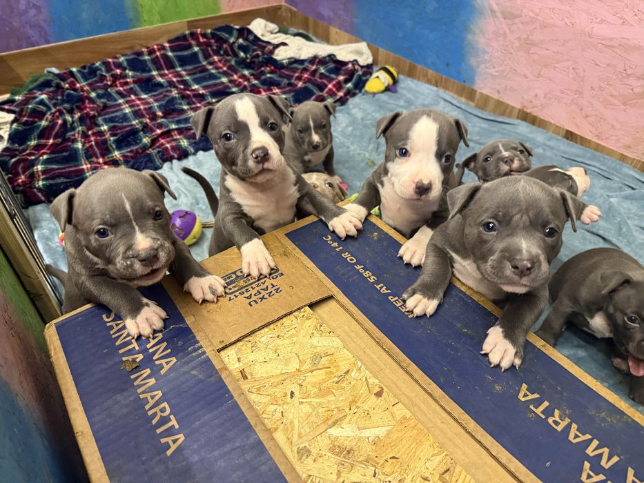 Амеріканські булі