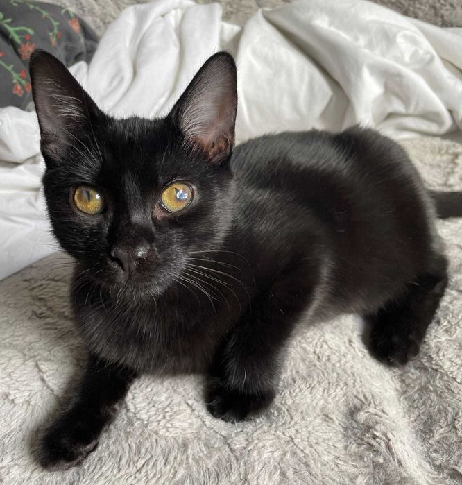 Pilne! Młody, proludzki, niedowidzący na jedno oko Tadzik prosi o dom