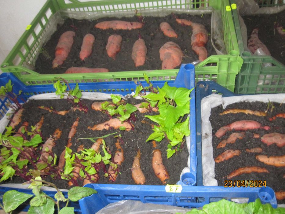 Батат маточные клубни 20 грн    рассада 10грн