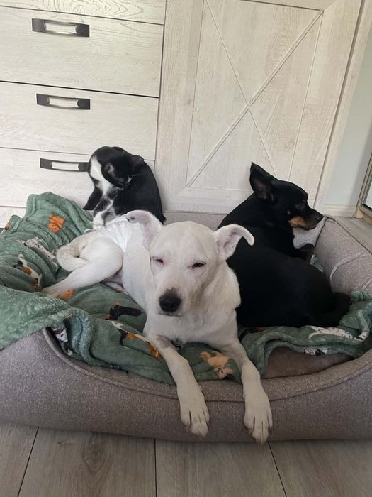 Kokos do adopcji