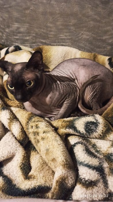 Передержка животных