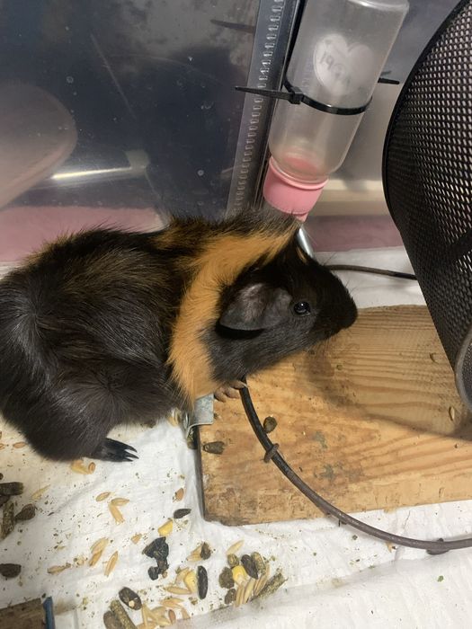 Продам морских свинок по 350, КАТЕГОРИЧЕСКИ САМОВЫВОЗ