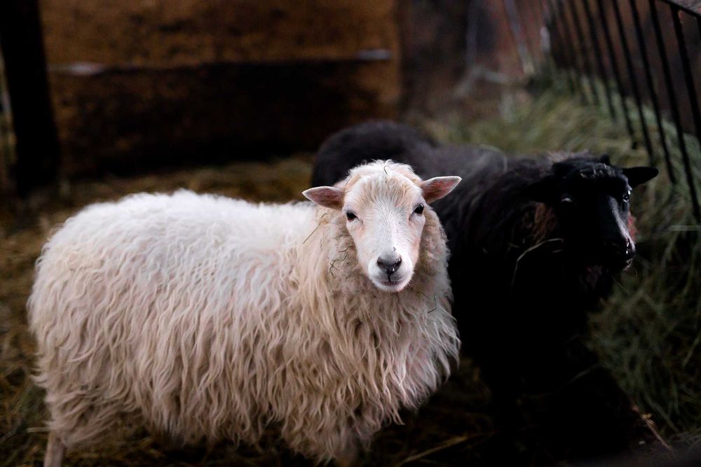 Pokoje Ustroń noclegi Agroturystyka Folwarczek - wysoki standard