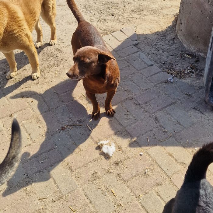 Czekoladowy Tofik do adopcji.