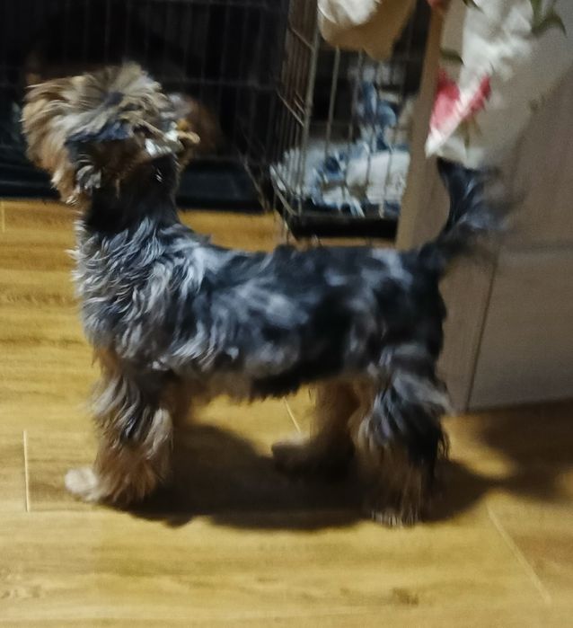 Хлопчики мерльові йоркширські терьери .5,5 міс