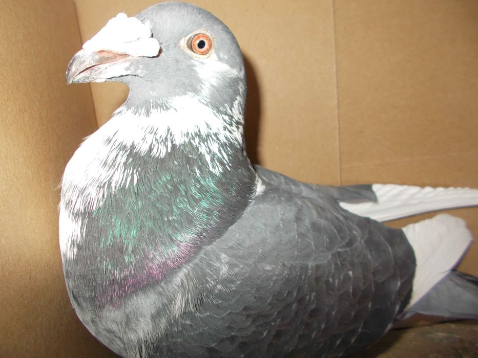 Golebie staropolskie G