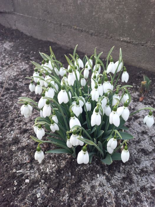 Перші весняні квіти