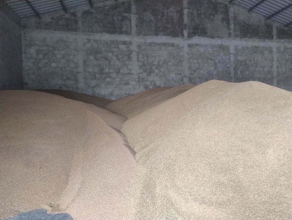 Pszenica paszowa jęczmień