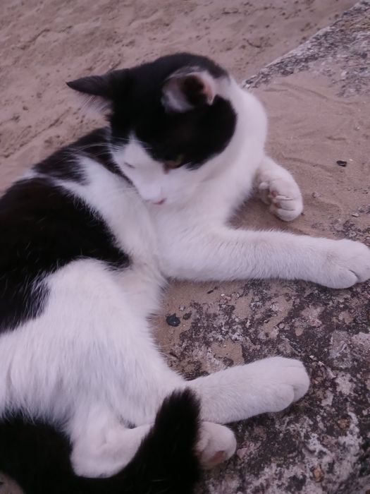 Котик хлопчик 6-7 міс невеличкий