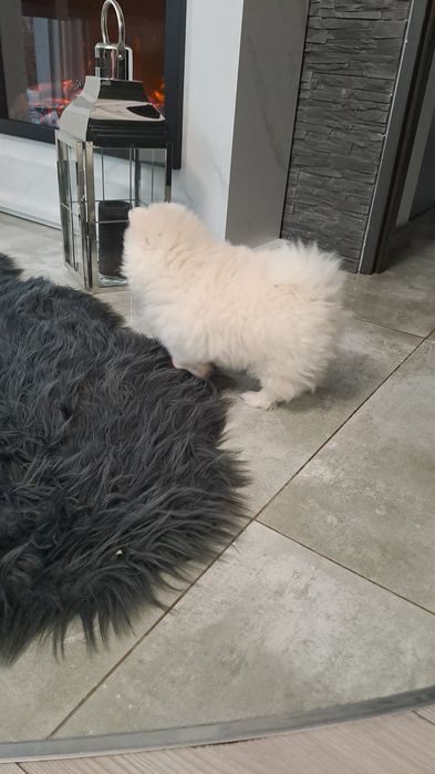 Szpic miniaturowy  suczka